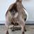 Registered Nigerian Dwarf Does and Buck 4 thumbnail