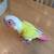 Sun Cheek Conure - Parrot 2 thumbnail