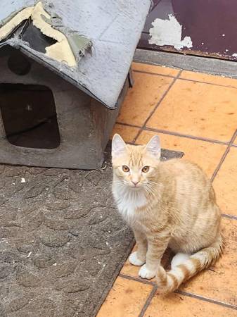 Kittens and guinea pigs (San Diego)64170247150211124