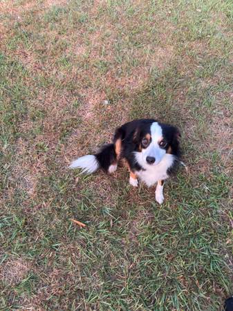 Australian Shepard (Valdosta)63978327269891121