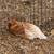 Laying Hens 6 thumbnail