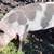 Gilt Pig 3 thumbnail