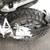 2017 BMW R1200GS 6 thumbnail