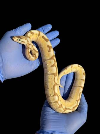Female ball python snake64148952530178120