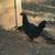 Hens chickens 1 thumbnail