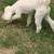 Mini female poodle 3 thumbnail