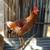 Roosters 2 thumbnail