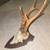 European Roe Horns 2 thumbnail