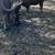 Red Angus Cows 6 thumbnail