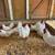 Bantam Single Comb White Leghorn Chickens 1 thumbnail
