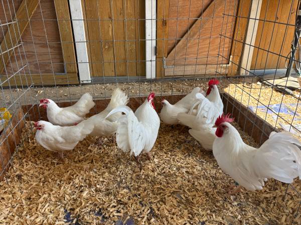 Bantam Single Comb White Leghorn Chickens 1