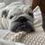 EXPERIENCED DOG HANDLERS, PAID OPPORTUNITY TO DOG FOSTER! SAVE A LIFE! 11 thumbnail