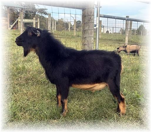 Polled Nigerian Dwarf buck 1