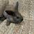 Summer break bunnies 7 thumbnail