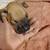 Boxer puppies 12 thumbnail
