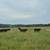 Cows 3 thumbnail