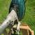 Mercury Outboard Super 5 Kiekhaefer 9 thumbnail
