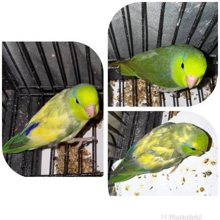 Parrotlets 1