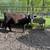 Yearling heifer 1 thumbnail