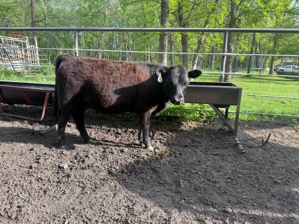 Yearling heifer 1