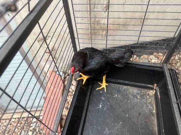 Rooster 1
