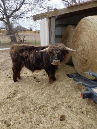 Highland Bull (Norman)