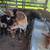 Steer 1 thumbnail