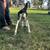 Adga registered Lamancha bucklings 10 thumbnail