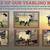 HAMPSHIRE/SUFFOLK YEARLING RAMS 4 thumbnail