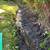 Lawn Maintenance / mulch / Yard Cleanup 4 thumbnail