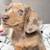HighlyDachshundPups 2 thumbnail