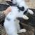 Lionhead rabbits 4 thumbnail