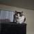 Free cat 1 thumbnail