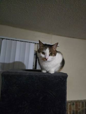 Free cat 1