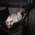 Sugar glider information 2 thumbnail