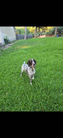 German Short-Haired Pointer (GSP) 1