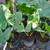 Bromeliads plants More than 50 different Varieties For Sale 15 thumbnail