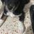Pup 2 thumbnail