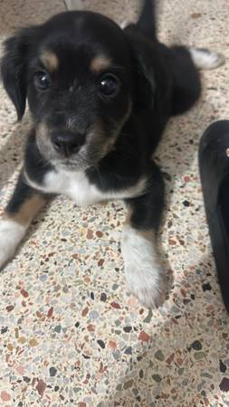 Pup (Miami)582673809434880001
