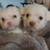 Maltipoo pups 3 thumbnail
