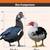 Adorable Muscovy Ducklings for Sale 🦆 11 thumbnail
