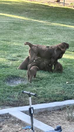 Chocolate labrador puppies (san jose east)63934209816834122