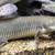 rare lake turkana senegal bichir fish 1 thumbnail