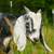 Nubian Goats 2 thumbnail