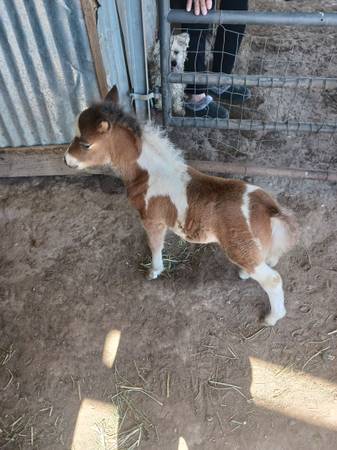 Mini colt 1