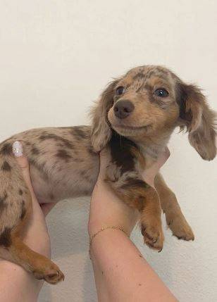 AdorablePupDachshund 1