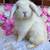 holland lops 1 thumbnail