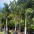 Palm Trees 3 thumbnail