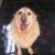 Professional Dog Walking and Pet Care 2 thumbnail