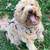 Goldendoodle Guardian home opportunity 10 thumbnail